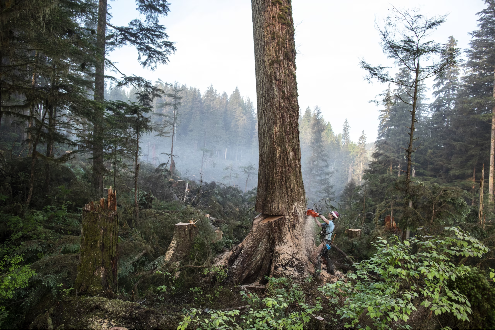 deforestation
